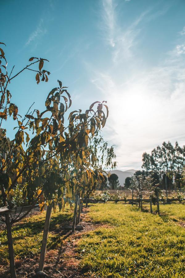 Woodside Orchard Hotel Greytown Eksteriør billede